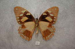 Image of African Swallowtail