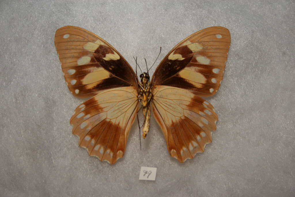 Image of African Swallowtail