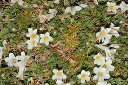 Imagem de Geranium ruizii Hieron.