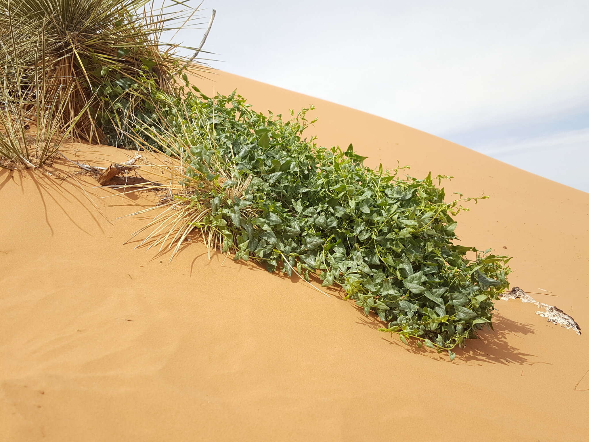 Image of Antirrhinum wislizenii (Engelm. ex A. Gray) Tidestr.