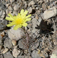 Image de Calycoseris parryi A. Gray