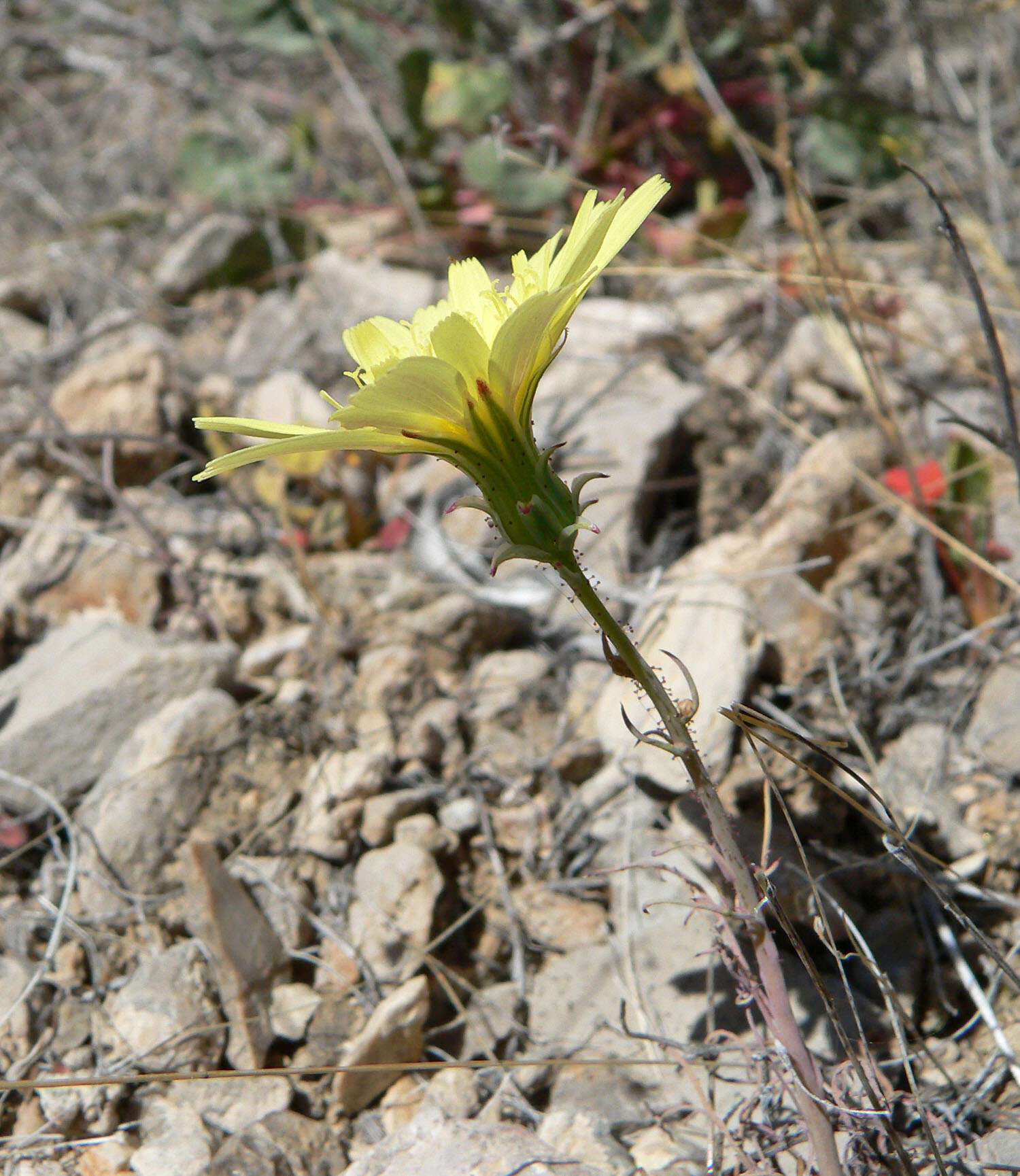 Image de Calycoseris parryi A. Gray