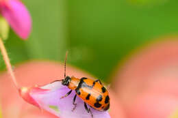 Sivun Cerotoma atrofasciata Jacoby 1879 kuva