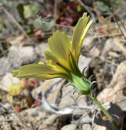 Image de Calycoseris parryi A. Gray