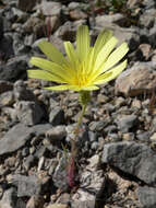 Image de Calycoseris parryi A. Gray