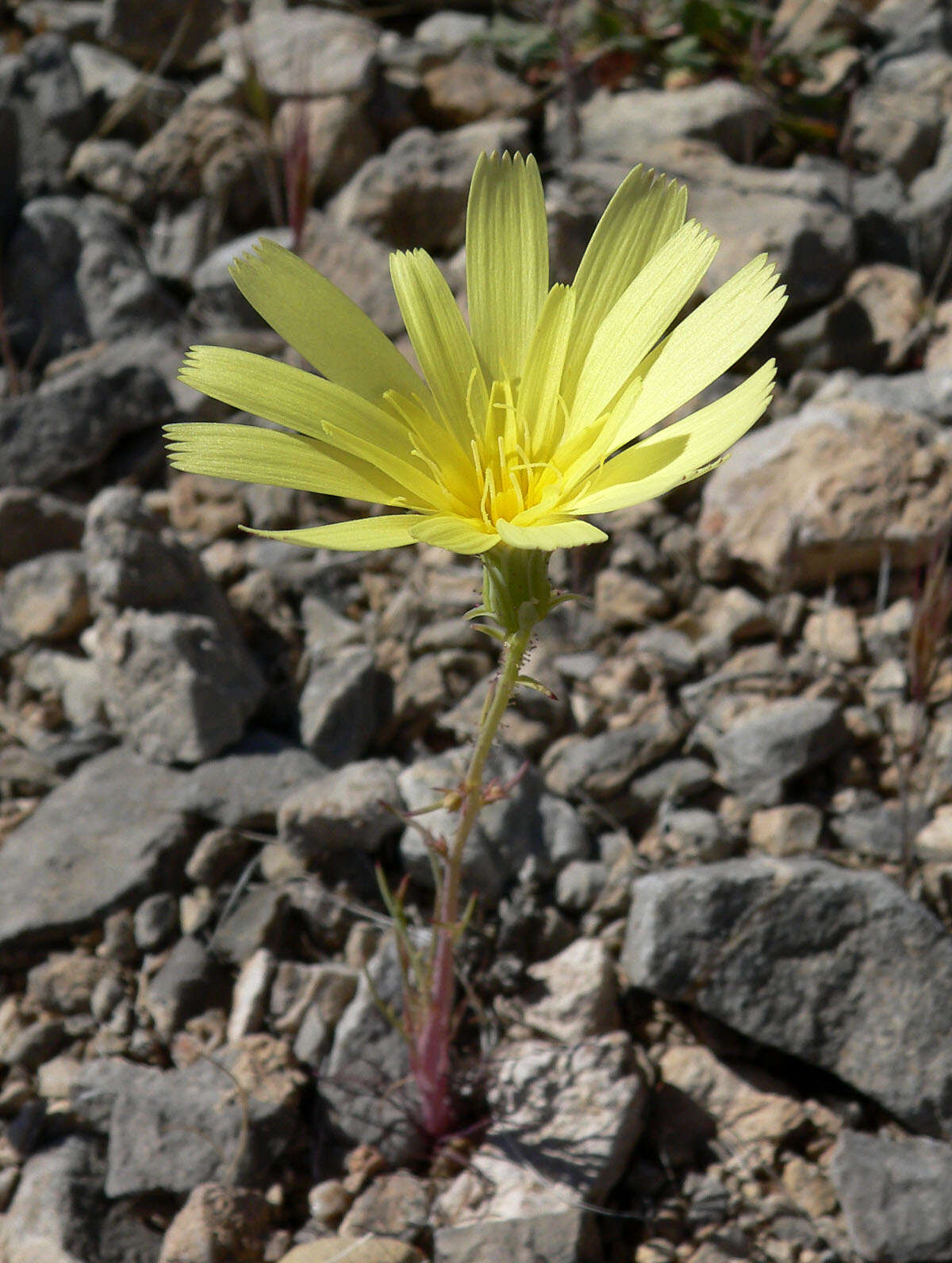 Image of yellow tackstem