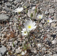 Image de Calycoseris wrightii A. Gray