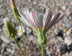 Image de Calycoseris wrightii A. Gray