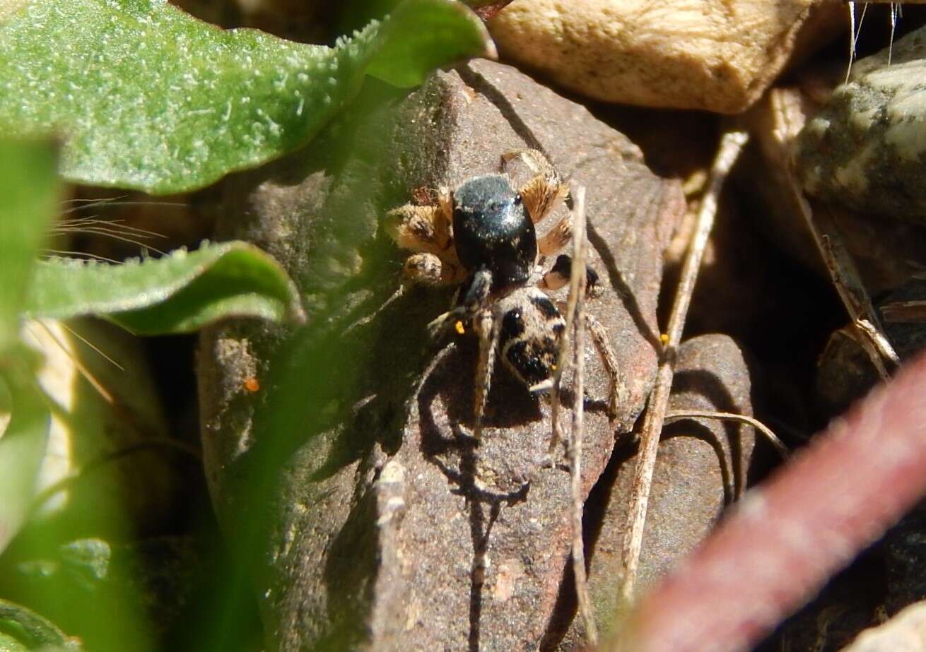 Image of Habronattus captiosus (Gertsch 1934)