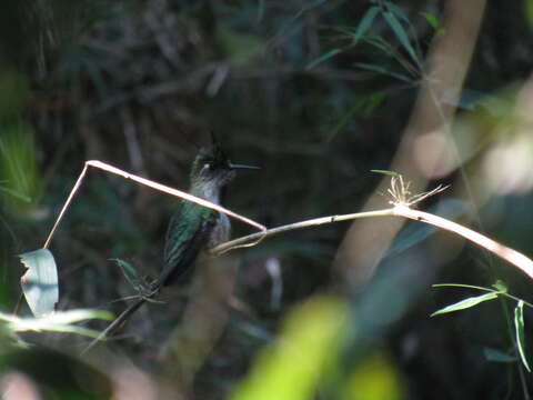 Image of Purple-crowned Plovercrest