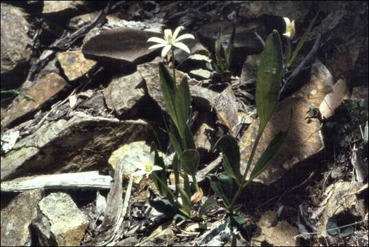 Image of Clematis gentianoides DC.