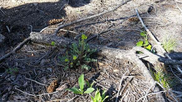 Image of Fendler's ragwort