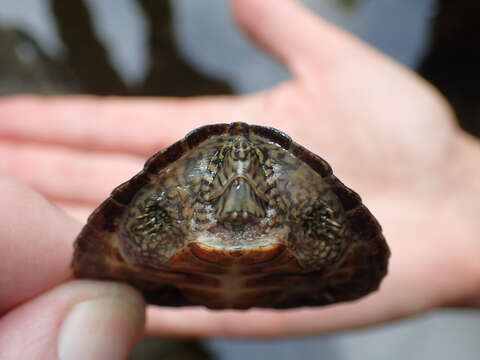 Image of Flattened Musk Turtle