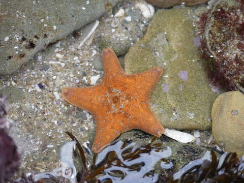 Image of Bat star