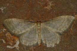 صورة Idaea bigladiata Herbulot 1975