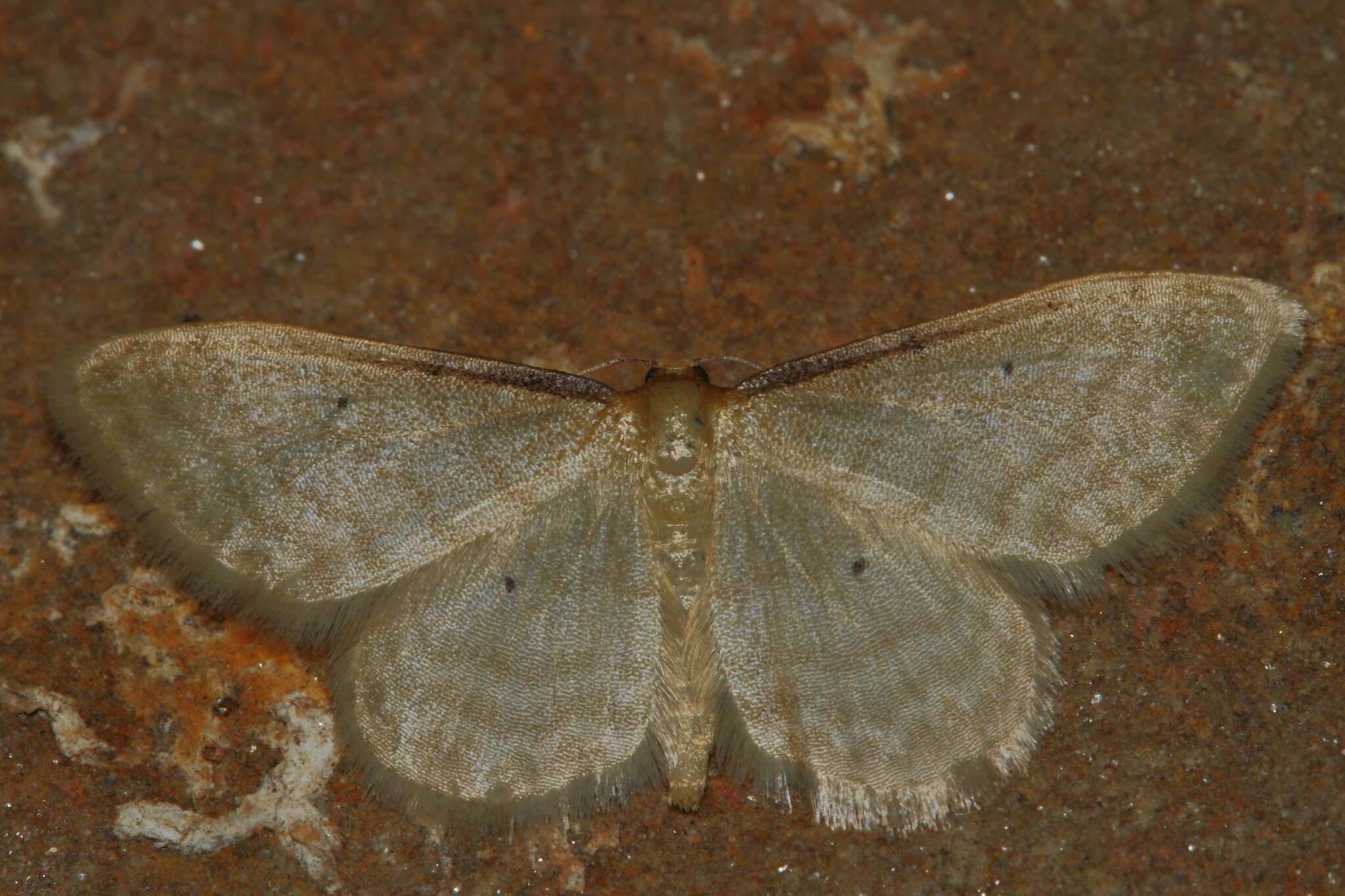 صورة Idaea bigladiata Herbulot 1975