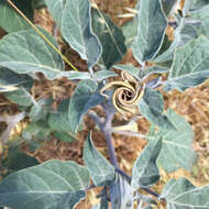 Imagem de Datura wrightii Hort. ex Regel