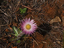 Image de Helichrysum ecklonis Sond.