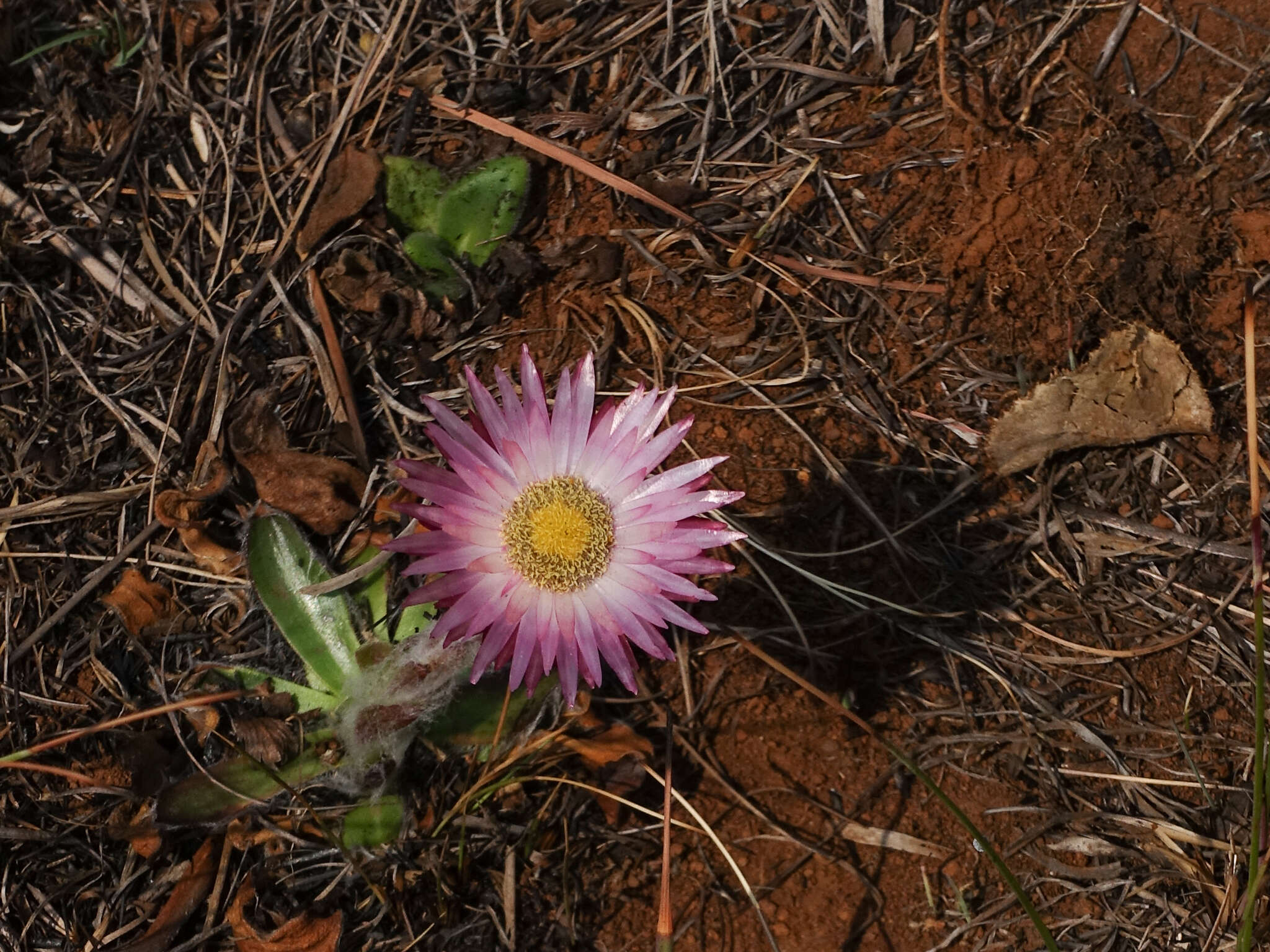 Image of Helichrysum ecklonis Sond.