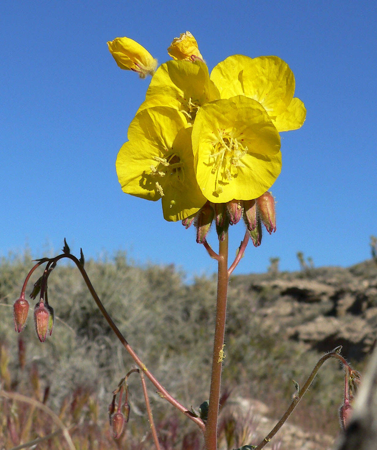 Image de Chylismia brevipes Small