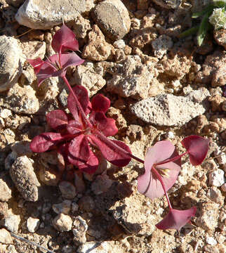 Image of roundleaf oxytheca