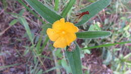 Image de Melhania acuminata Mast.