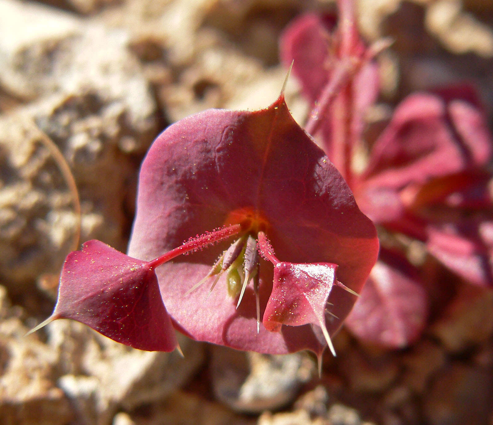 Image of roundleaf oxytheca