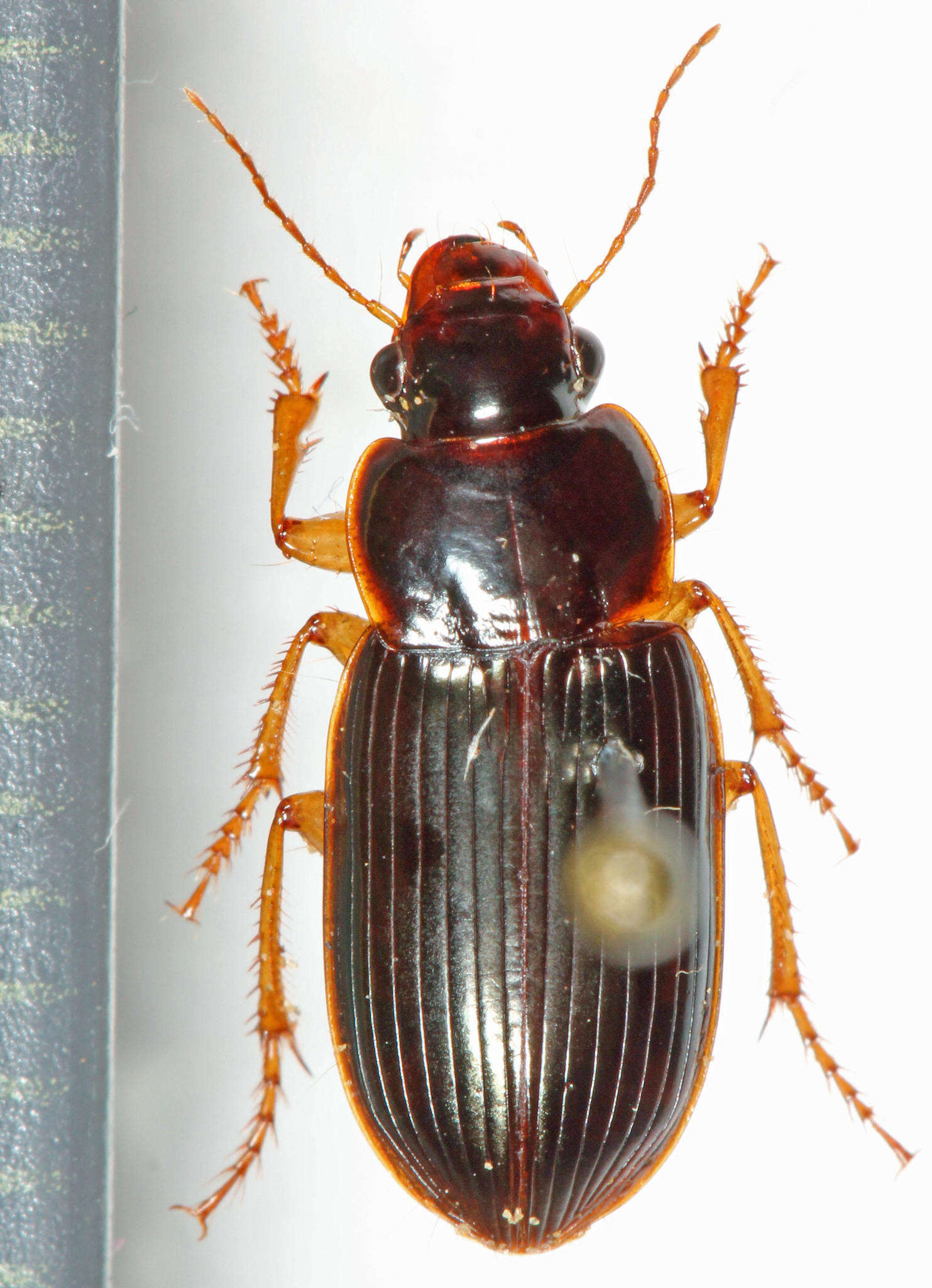 صورة Harpalus (Harpalus) rufomarginatus (Boheman 1848)