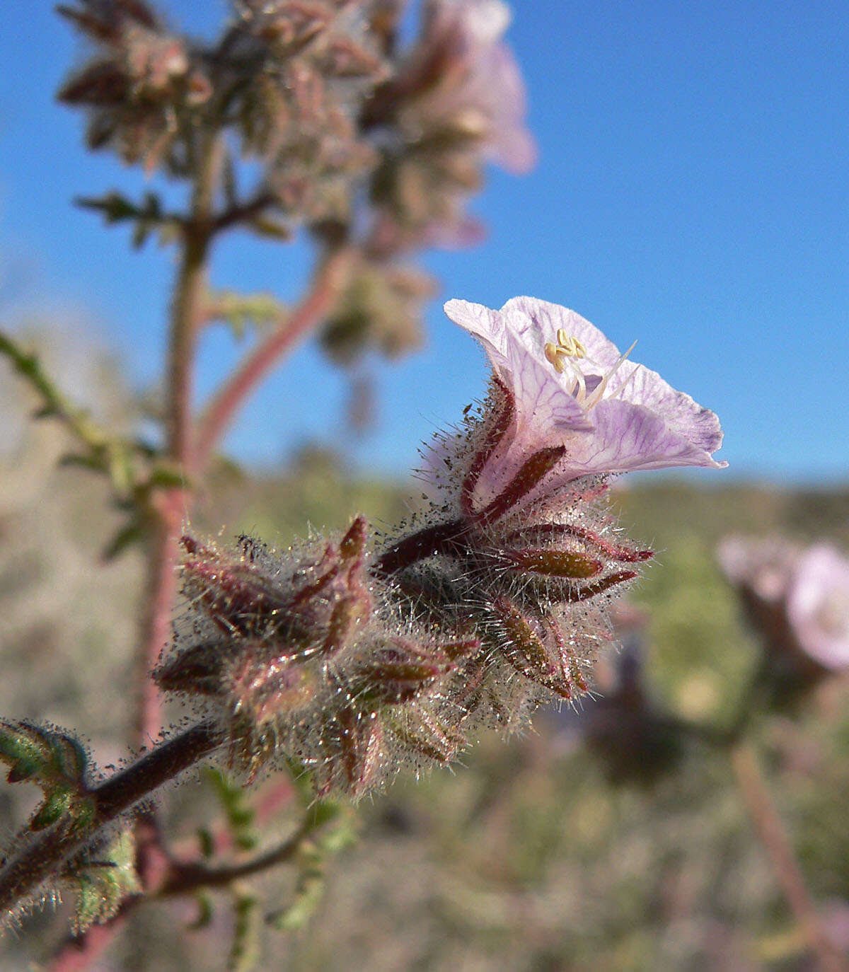 Image of Death Valley phacelia