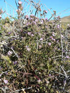 Image of Death Valley phacelia