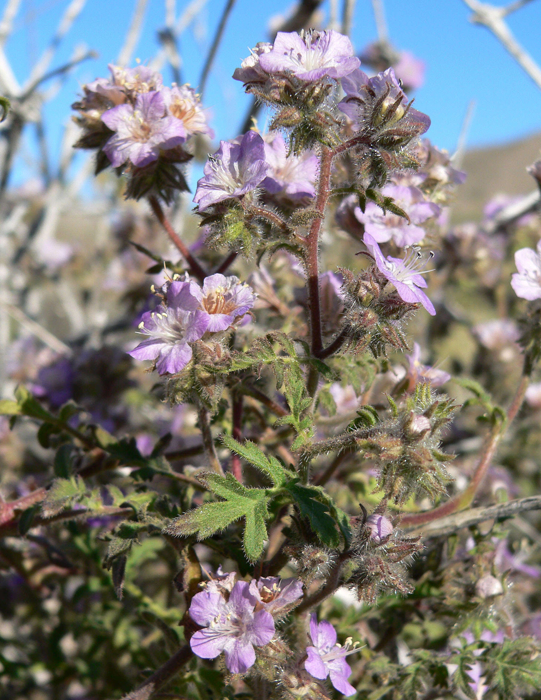 Image of Death Valley phacelia