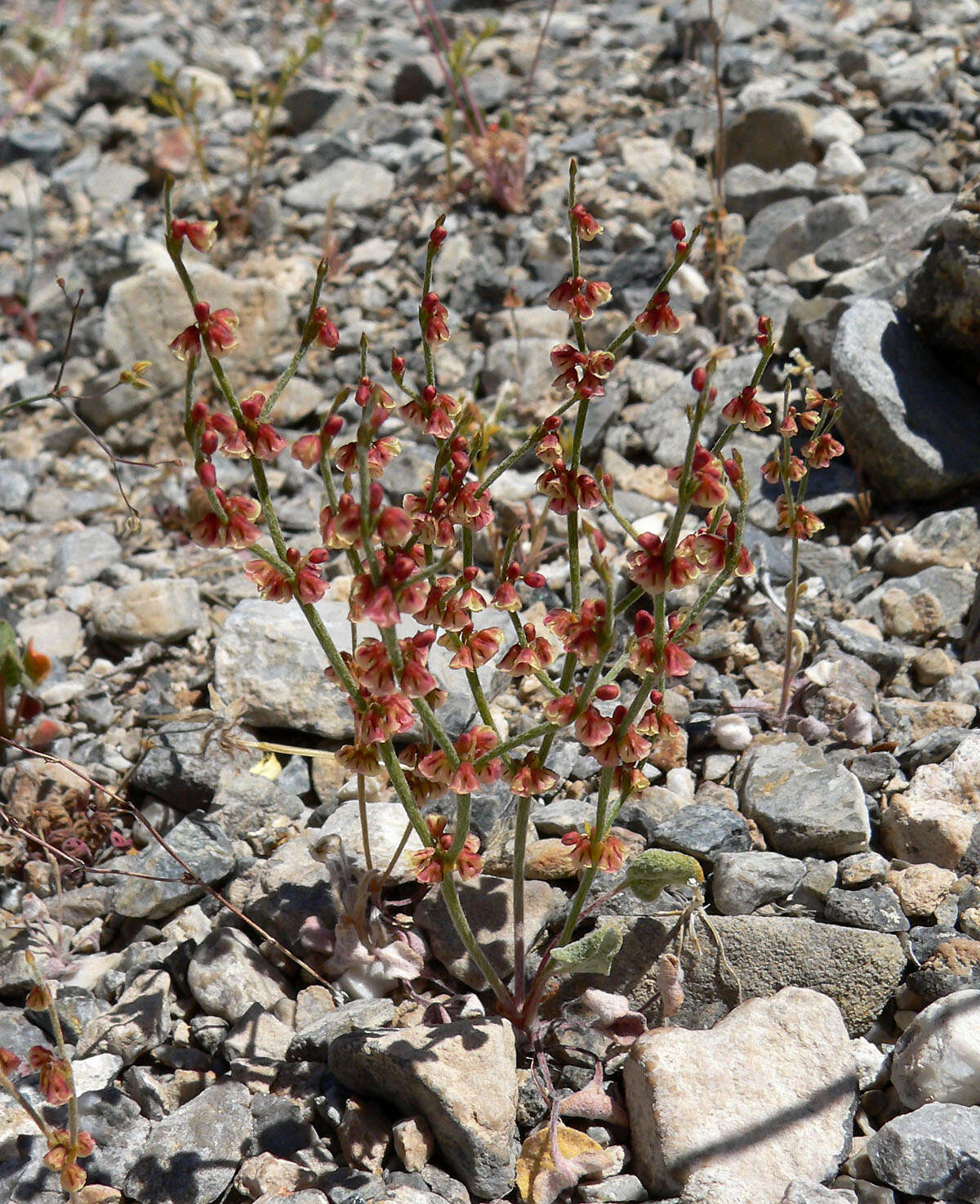 Image of birdnest buckwheat