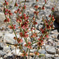 Image of birdnest buckwheat