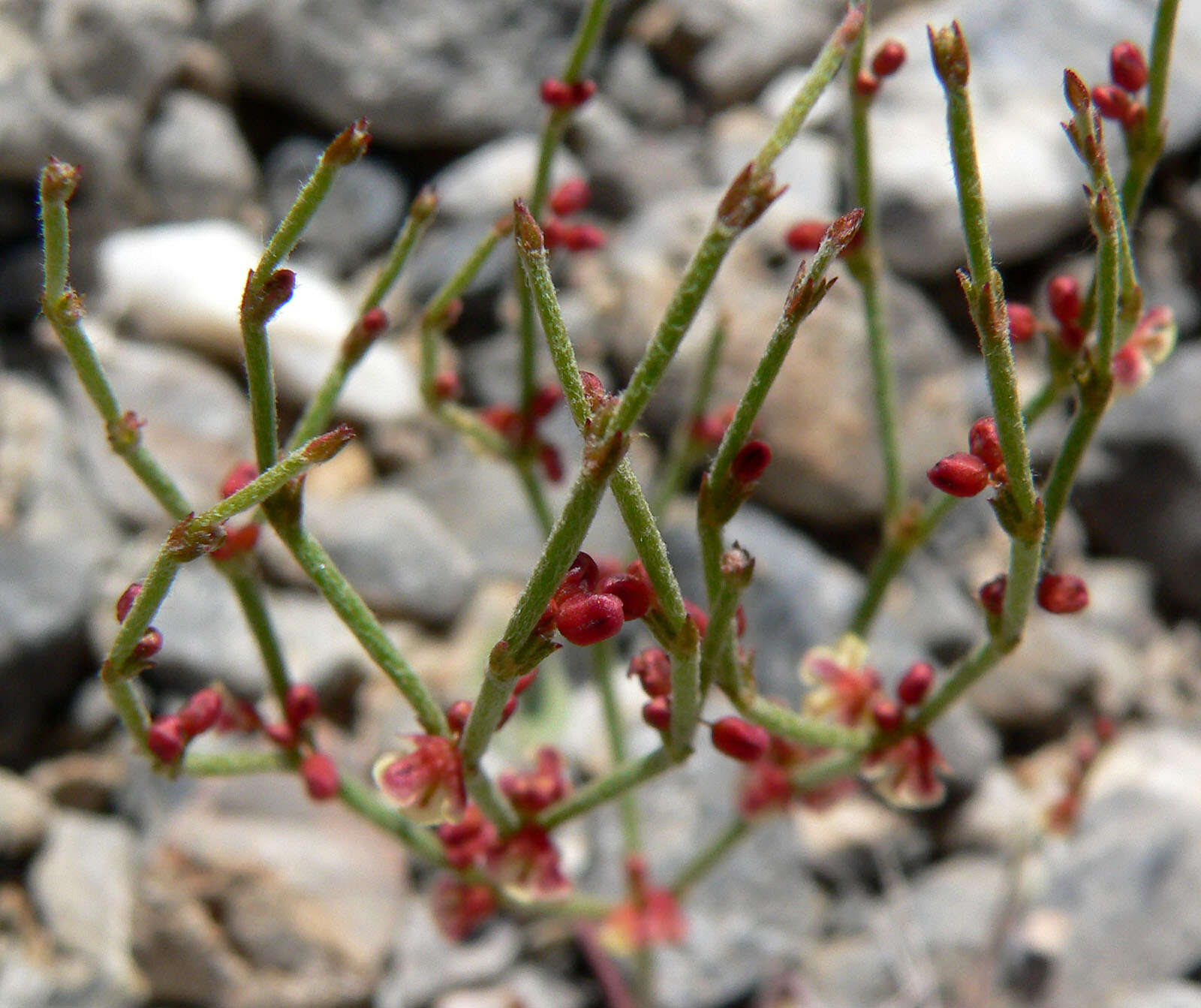 Image of birdnest buckwheat