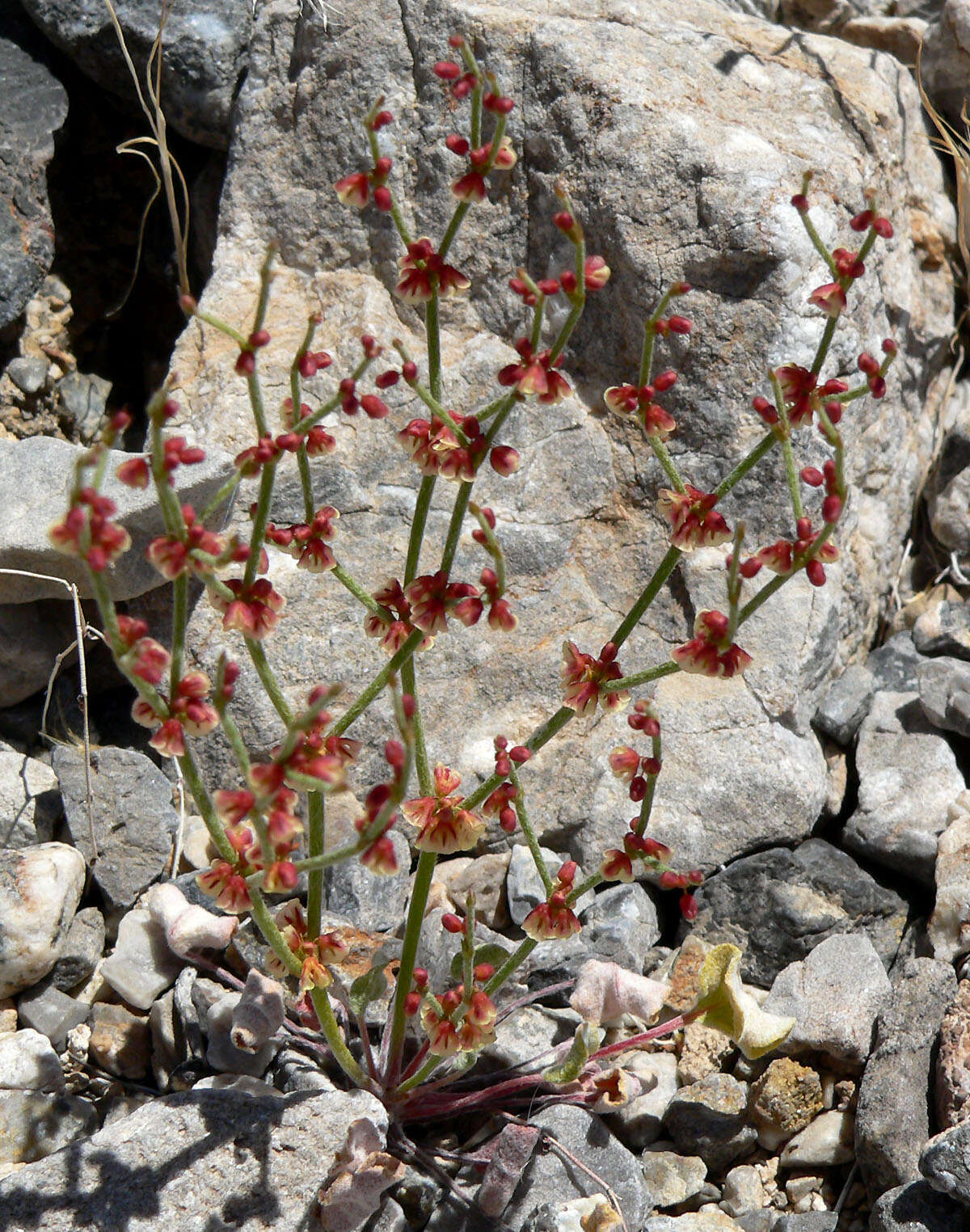 Image of birdnest buckwheat