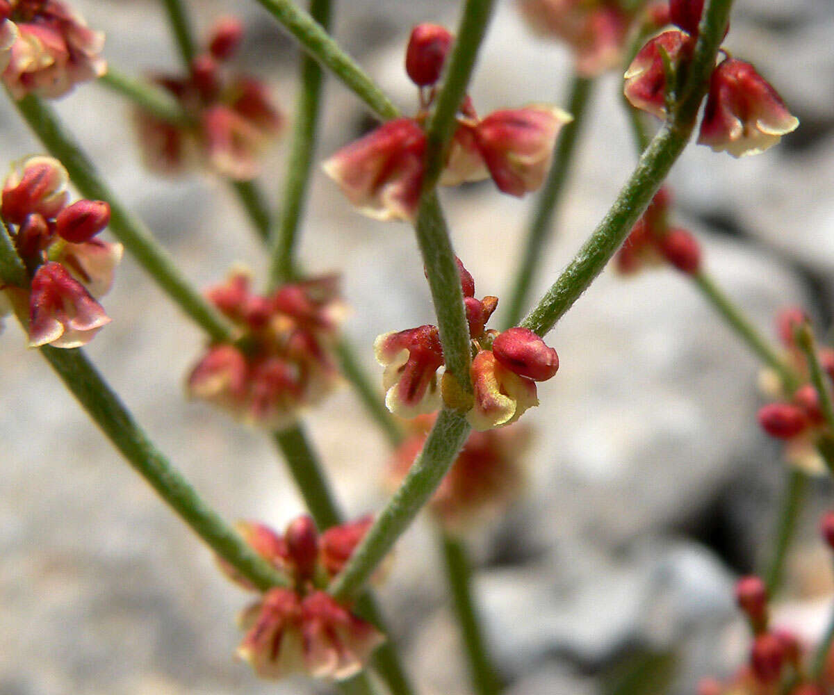 Image of birdnest buckwheat