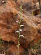 Image of Anarrhinum forskaohlii (J. F. Gmel.) Cuf.