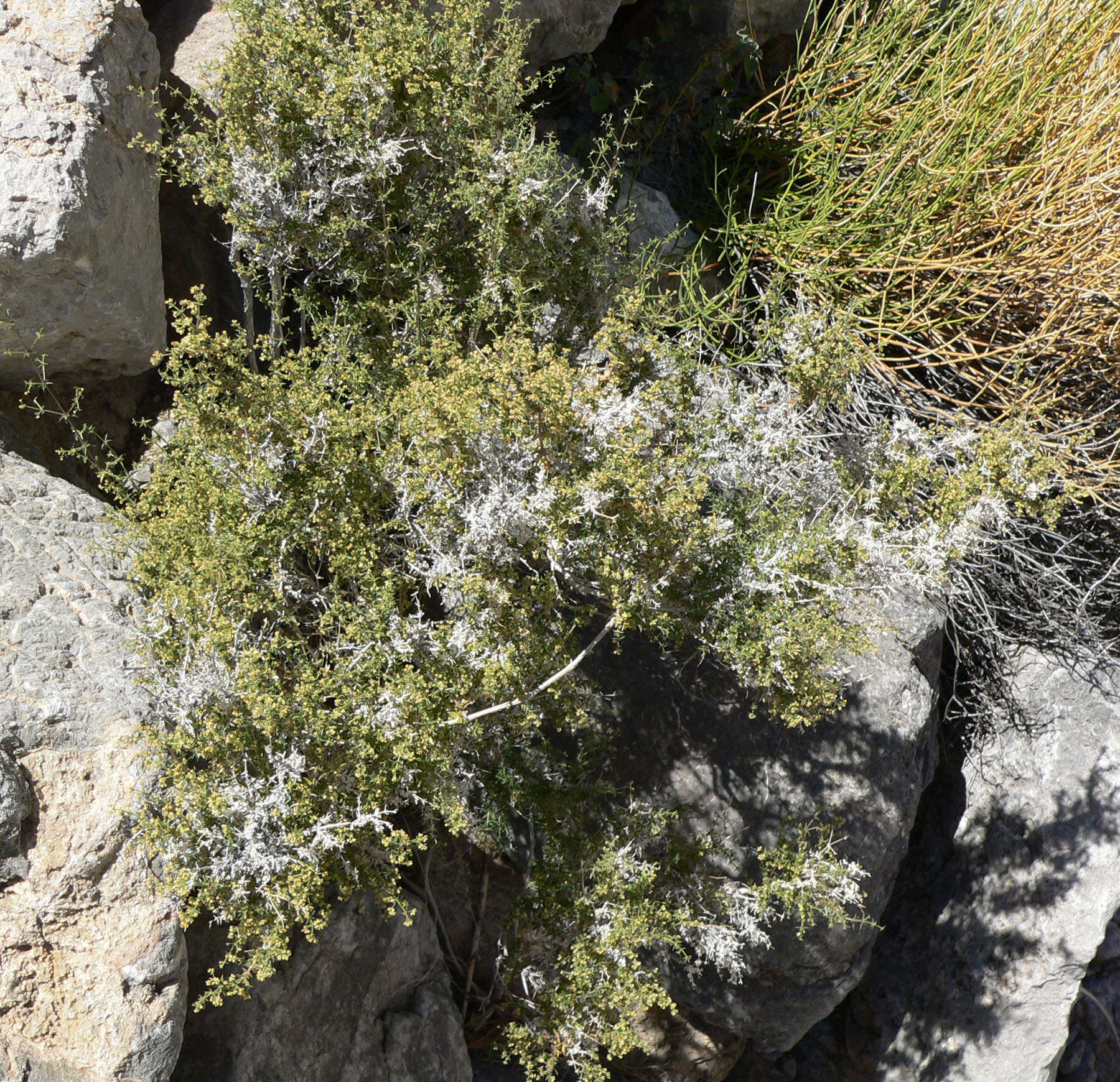 Image of starry bedstraw