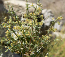 Image of starry bedstraw