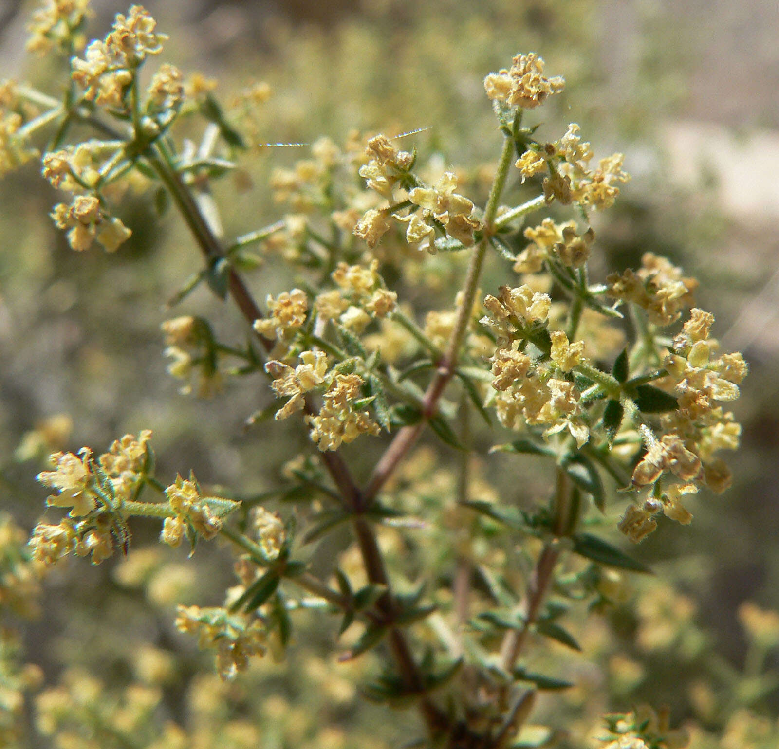 Image of starry bedstraw