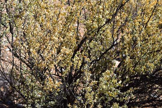 Image of Tetraena prismatocarpa (Sond.) Beier & Thulin