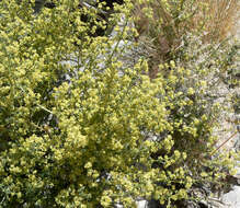 Image of starry bedstraw