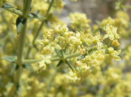 Image of starry bedstraw