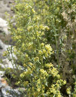 Image of starry bedstraw