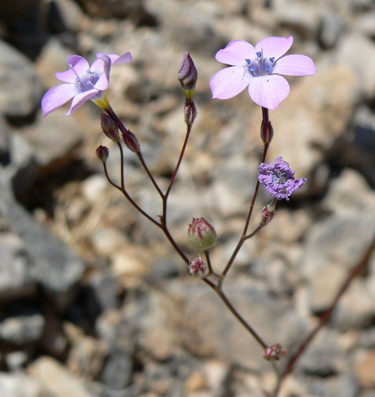 Image of showy gilia