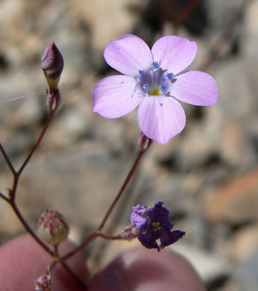 Image of showy gilia