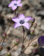 Image of showy gilia