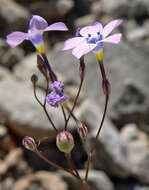 Image of showy gilia