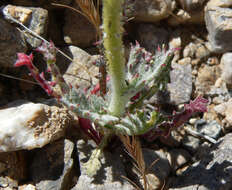 Image of showy gilia