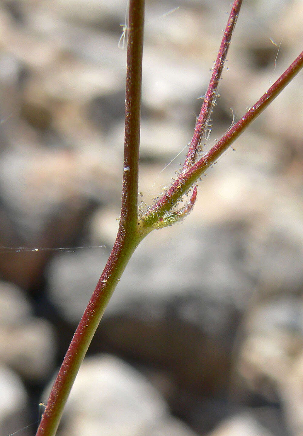 Image of showy gilia